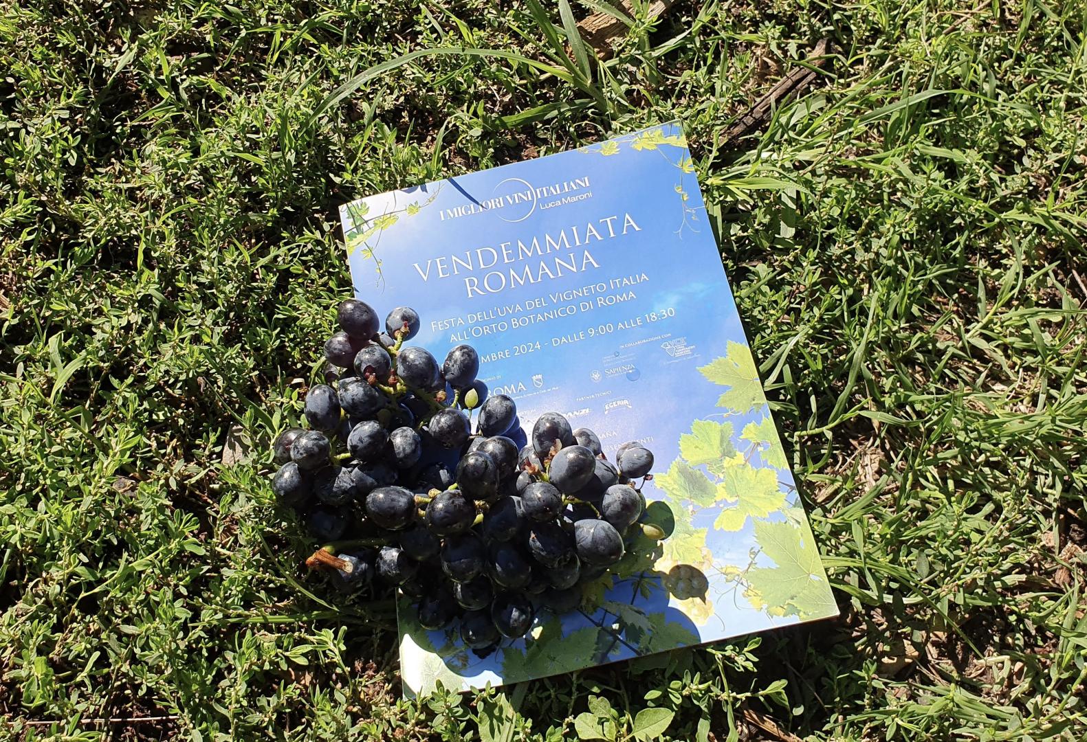 Aspettando la Vendemmiata Romana 2026