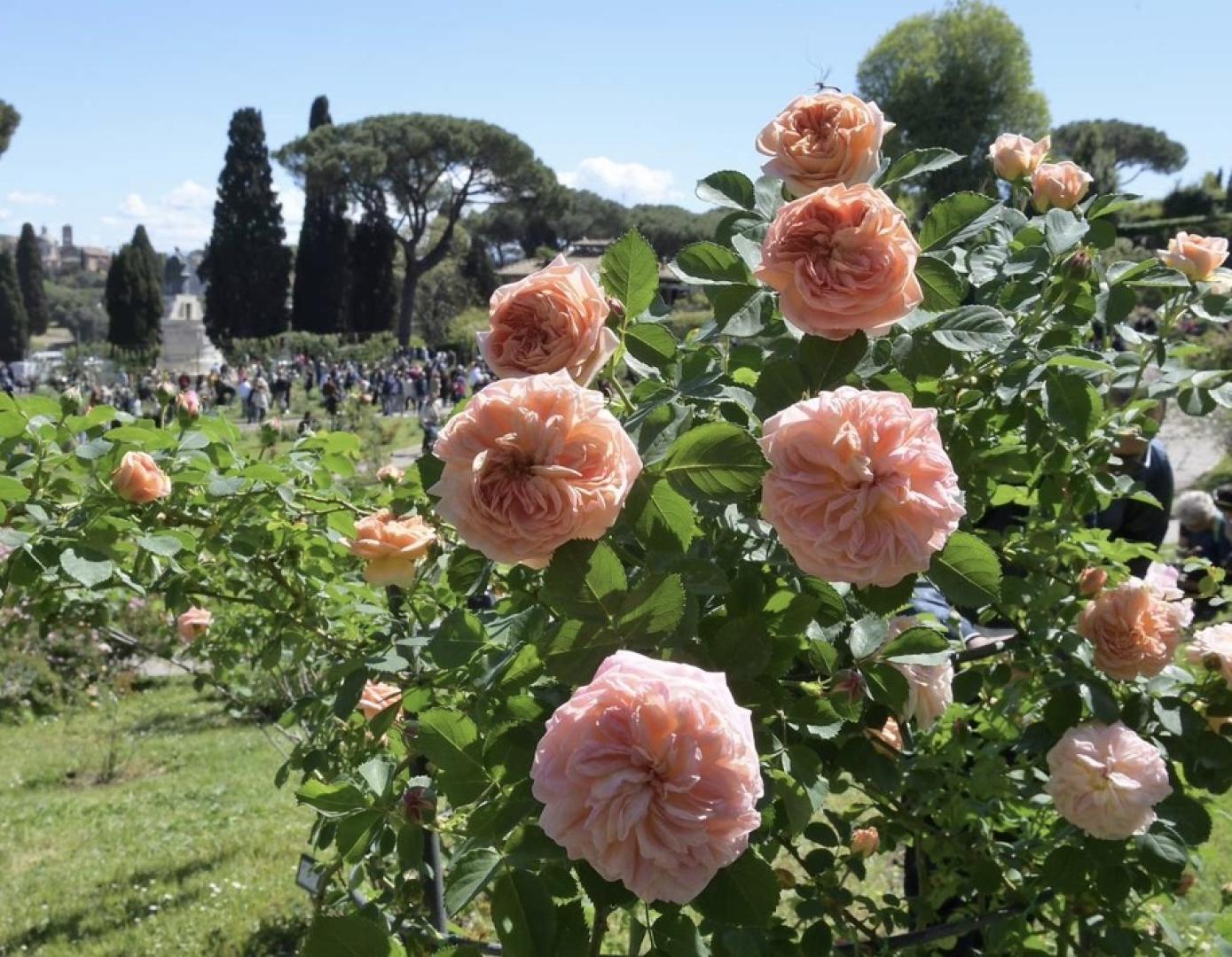 Rose d’Autunno