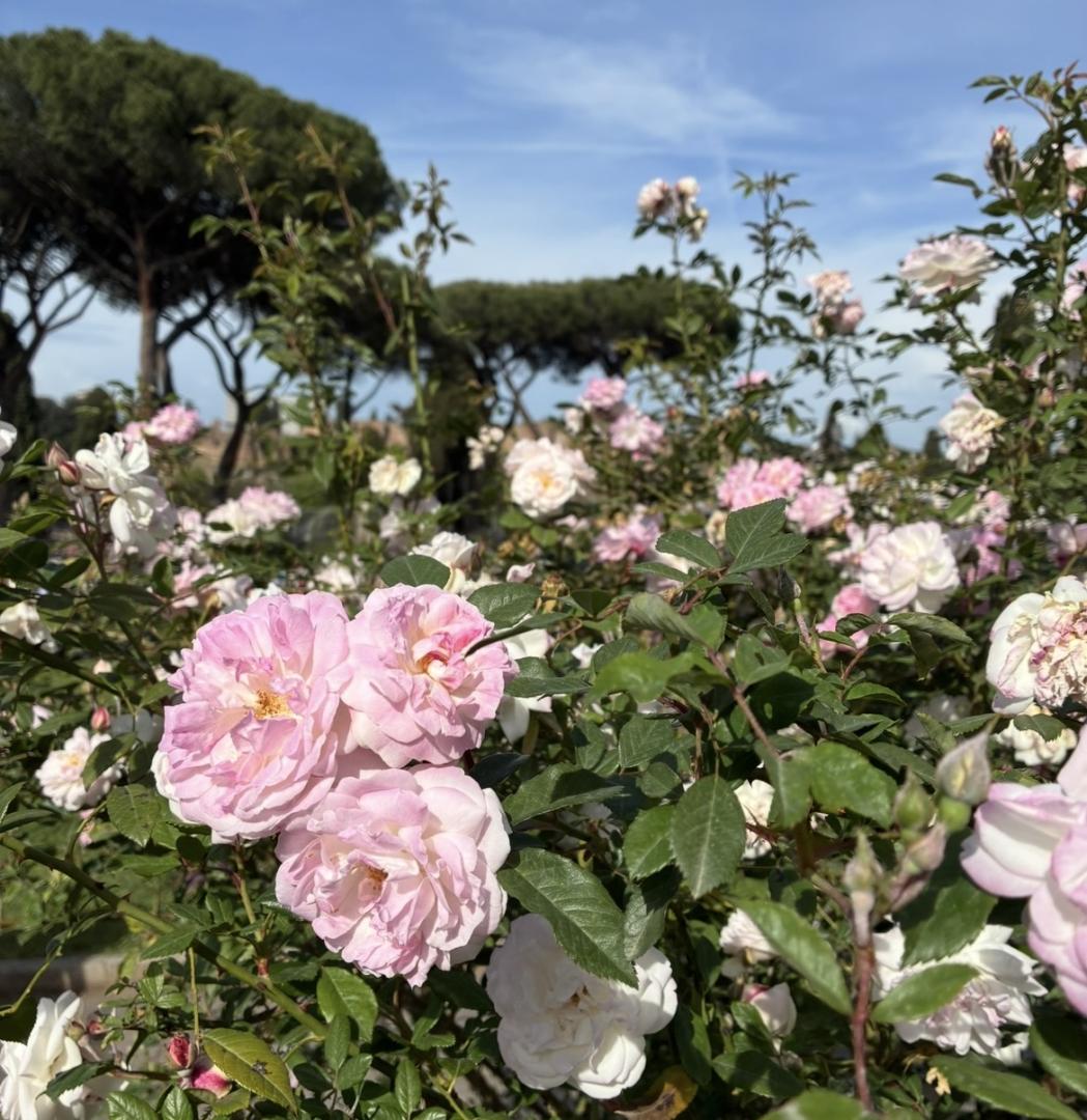 Rose d’Autunno